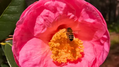 une abeille qui butine une fleur