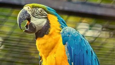 Perroquet jaune et bleu