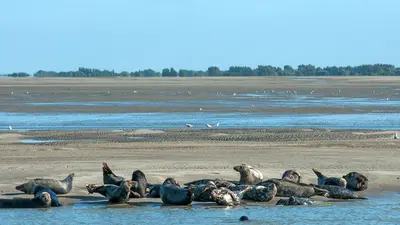Les phoques de la Côte d'Opale