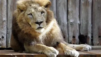 Lion Zoo de Kaiserslautern Lion Zoo de Kaiserslautern